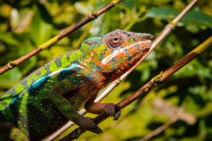 Chameleon picture 21