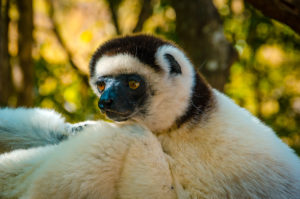 White Sifaka Lemur