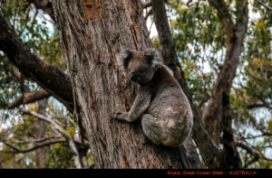 Great Ocean Road Koala