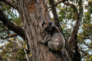 Koala on Great Ocean Walk