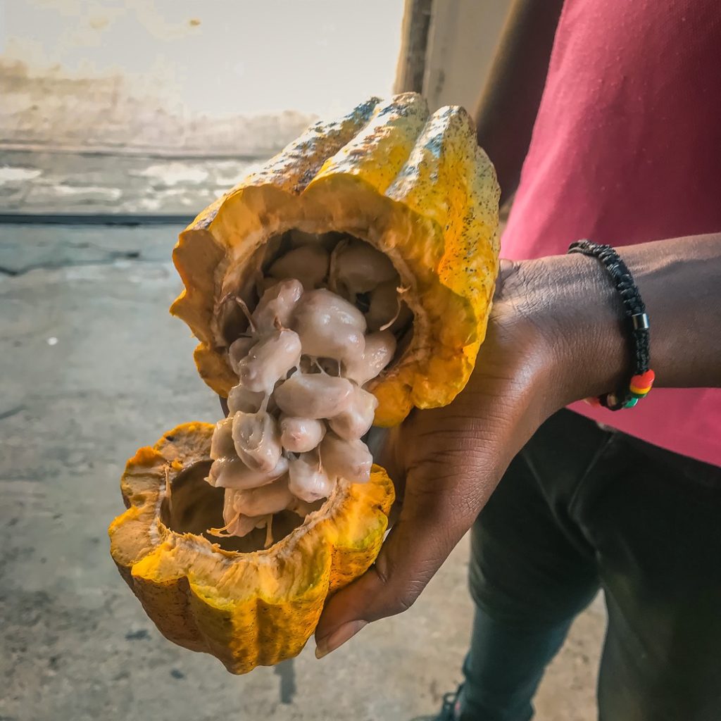 Cocoa, Belmont Estates, Grenada