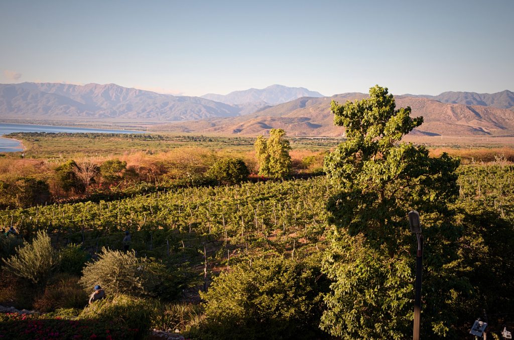 OcoaBay Vineyard