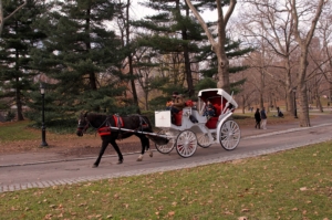 Central Park Horse Carriage