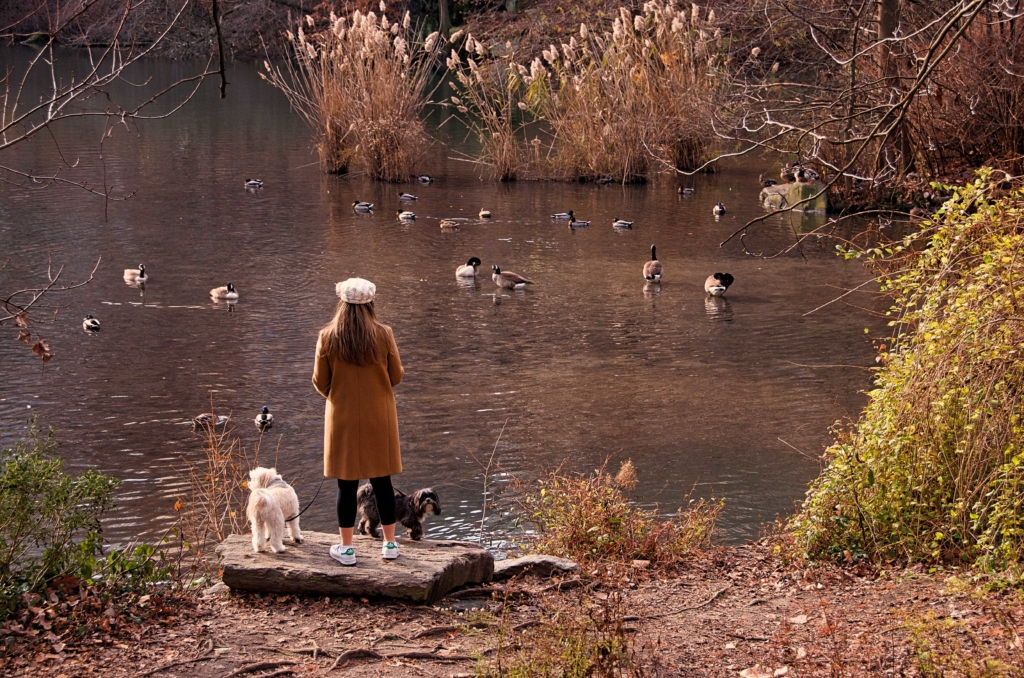 The Pond at Central Park