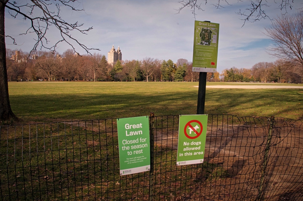 Great Lawn Central Park