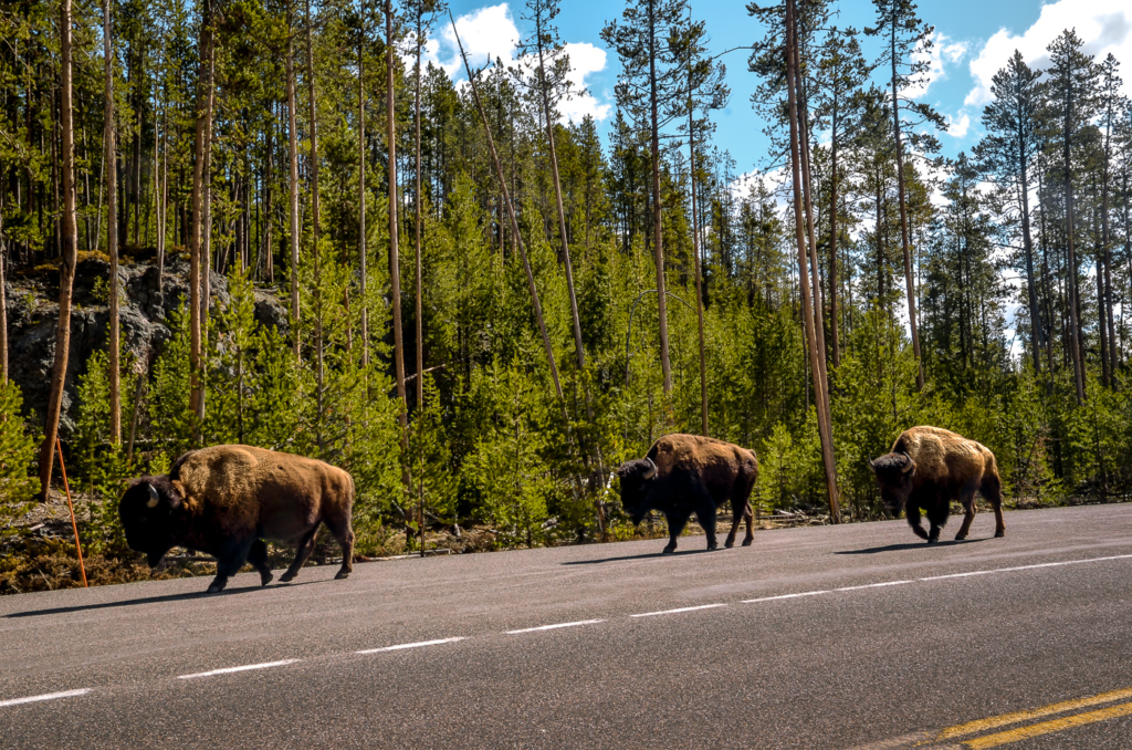 Buffalos in Yellowstone National Park