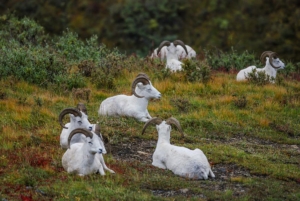 Denali Park - Big Horn Sheep