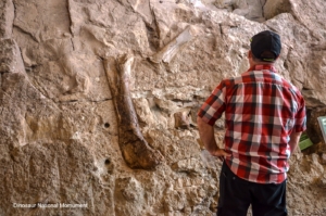 Dinosaur National Monument Fossils