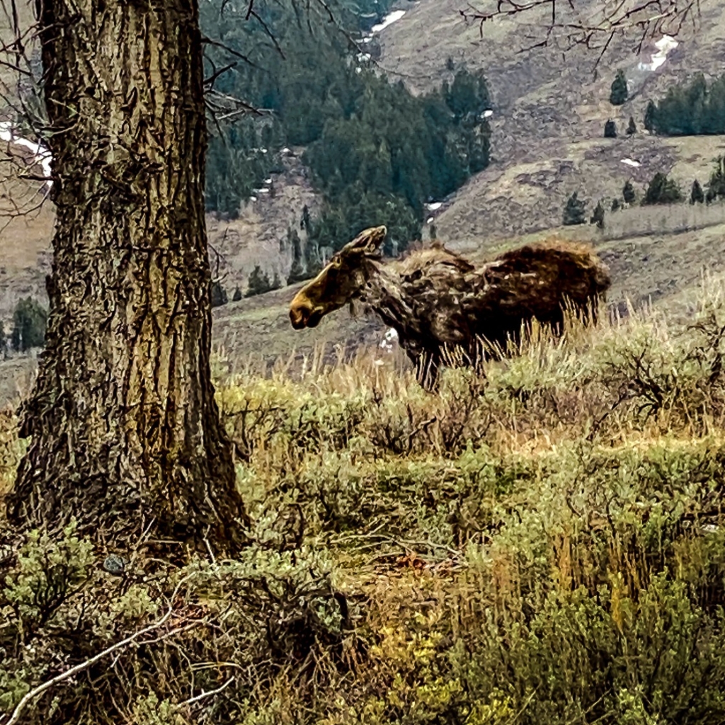 Moose in Gran Ventre Campground